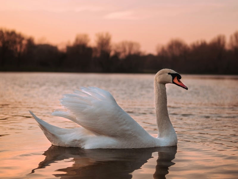Birger Bostad. Svanen, hållbara bostäder.